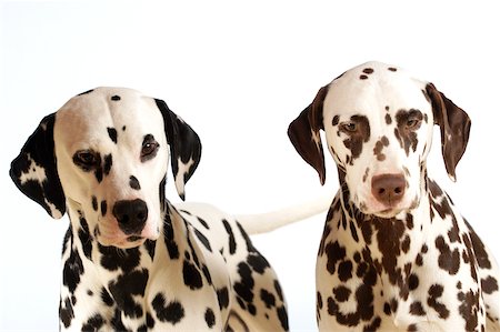 Portrait of two Dalmatians Foto de stock - Sin royalties Premium, Código: 625-00836124