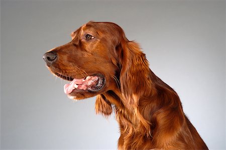 setter i c18412rlandês - Side profile of a Irish Setter Foto de stock - Royalty Free Premium, Número: 625-00836144