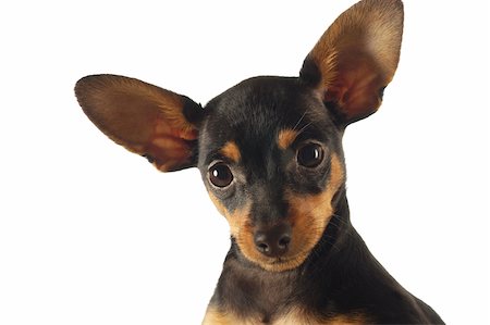 dog heads close up - Portrait of a Chihuahua Stock Photo - Premium Royalty-Free, Code: 625-00836158