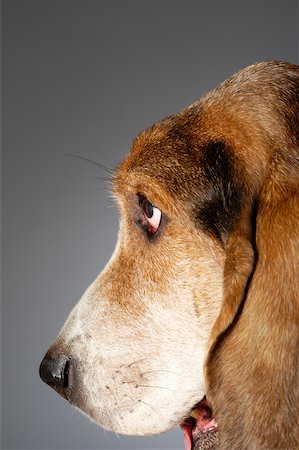 dog studio snout - Side profile of a Basset Hound's face Stock Photo - Premium Royalty-Free, Code: 625-00836163