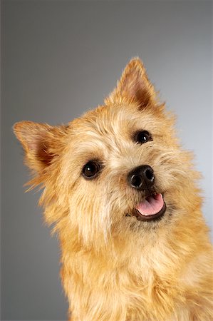 dog heads close up - Portrait of a Yorkshire Terrier Stock Photo - Premium Royalty-Free, Code: 625-00836171