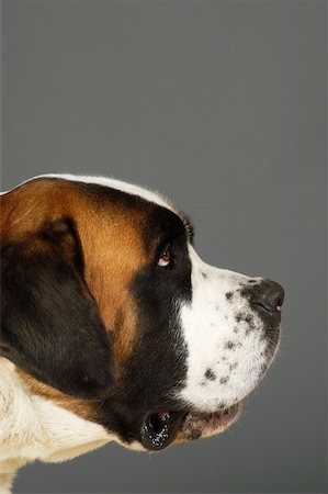 dog heads close up - Side profile of a St. Bernard dog Stock Photo - Premium Royalty-Free, Code: 625-00836186