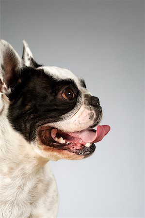 dog heads close up - Side profile of a Boston Terrier Stock Photo - Premium Royalty-Free, Code: 625-00836201