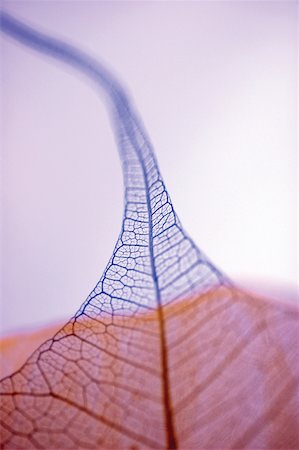 simsearch:625-00836433,k - Close-up of a dried pipal leaf vein Foto de stock - Sin royalties Premium, Código: 625-00836435