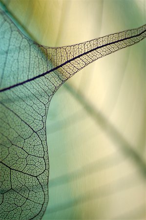 simsearch:625-00836433,k - Close-up of a dried pipal leaf vein Foto de stock - Sin royalties Premium, Código: 625-00836466