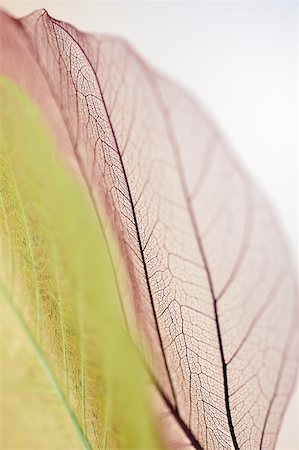 purple textures - Close-up of dried leaves Stock Photo - Premium Royalty-Free, Code: 625-00836469