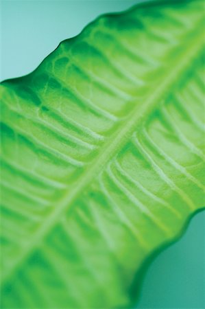 simsearch:625-00836433,k - Close-up of a leaf Foto de stock - Sin royalties Premium, Código: 625-00836473