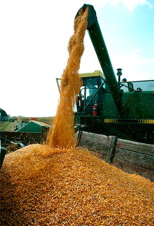 Closeup of combine uploading corn into wagon in Clinton County , OH Foto de stock - Sin royalties Premium, Código: 625-00837414