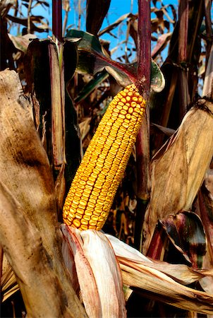 simsearch:625-00837425,k - Ear of corn in field ready for harvest, blue sky in the background, OH Stock Photo - Premium Royalty-Free, Code: 625-00837428