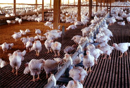 Chicken farm in Philippines Stock Photo - Premium Royalty-Free, Code: 625-00837463