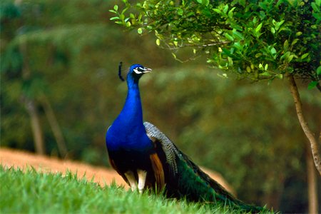 Peacock standing on a lawn Stock Photo - Premium Royalty-Free, Code: 625-00849203