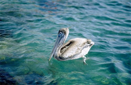 simsearch:625-01263590,k - High angle view of a pelican Foto de stock - Sin royalties Premium, Código: 625-00849415