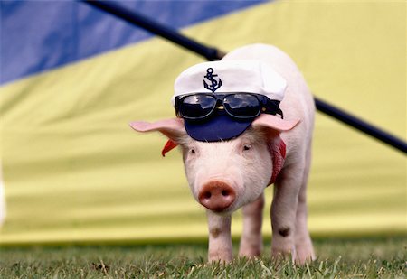 Piglet wearing a cap and sunglasses Stock Photo - Premium Royalty-Free, Code: 625-00849435