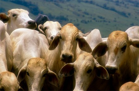 Close-up of a herd of cow Stock Photo - Premium Royalty-Free, Code: 625-00849639