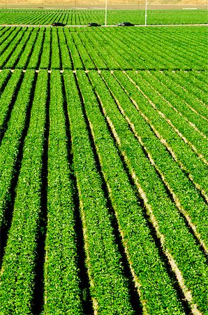 simsearch:625-00837425,k - Truck garden crops in Southern California Stock Photo - Premium Royalty-Free, Code: 625-00840401