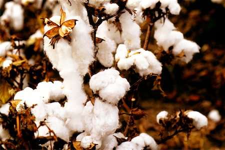 Close-up of a cotton plant Stock Photo - Premium Royalty-Free, Code: 625-00840629