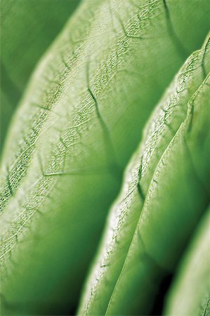 simsearch:625-00836433,k - Close-up of a leaf Foto de stock - Sin royalties Premium, Código: 625-00841108