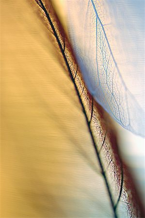 simsearch:625-00836433,k - Close-up of a dried leaf Foto de stock - Sin royalties Premium, Código: 625-00841123