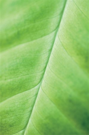 simsearch:625-02926911,k - Close-up of a leaf Stock Photo - Premium Royalty-Free, Code: 625-00841137