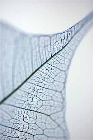 Close-up of a dried pipal leaf vein Foto de stock - Sin royalties Premium, Código: 625-00841131