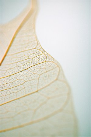 simsearch:625-00836433,k - Close-up of a dried pipal leaf Foto de stock - Sin royalties Premium, Código: 625-00841132