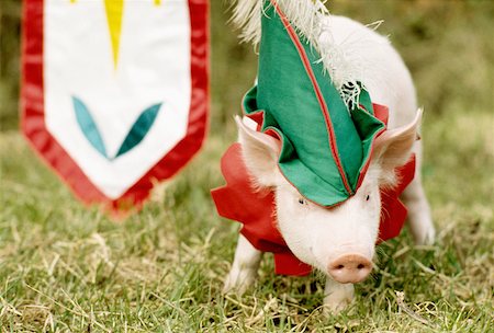 pig standing - Piglet wearing a cap Stock Photo - Premium Royalty-Free, Code: 625-00850002