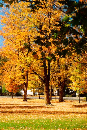 Trees in a park, Chelsea, Vermont USA Stock Photo - Premium Royalty-Free, Code: 625-00898608