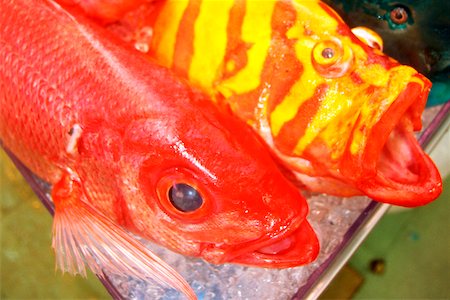 fish with fin - Close-up of colorful fish in a market, Okinawa, Japan Stock Photo - Premium Royalty-Free, Code: 625-00898610