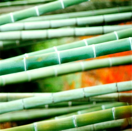 Close-up of a bamboo plant Stock Photo - Premium Royalty-Free, Code: 625-00898643