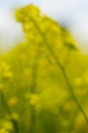 Close-up of flowers in a field Stock Photo - Premium Royalty-Free, Code: 625-00898941