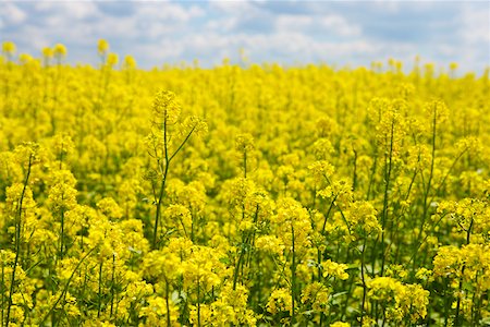 Yellow flowers in a field, Czech Republic Foto de stock - Sin royalties Premium, Código: 625-00898954