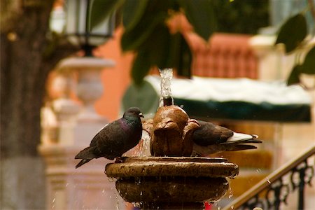 simsearch:625-01263590,k - Two pigeons perching on a fountain, Mexico Foto de stock - Sin royalties Premium, Código: 625-00898950