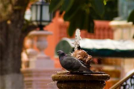 simsearch:625-01263590,k - Close-up of a pigeon on a fountain, Mexico Foto de stock - Sin royalties Premium, Código: 625-00898966