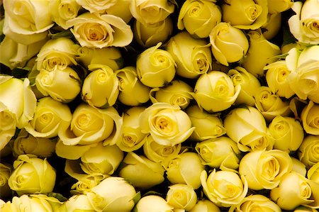 simsearch:625-02926911,k - Close-up of a stack of roses Stock Photo - Premium Royalty-Free, Code: 625-00899001