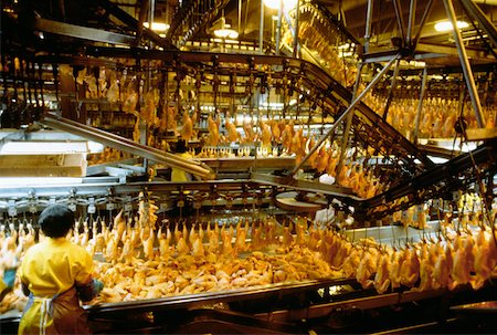 food processing industry - Rear view of a woman working in chicken processing plant, Lewiston, North Carolina, USA Stock Photo - Premium Royalty-Free, Code: 625-00899027