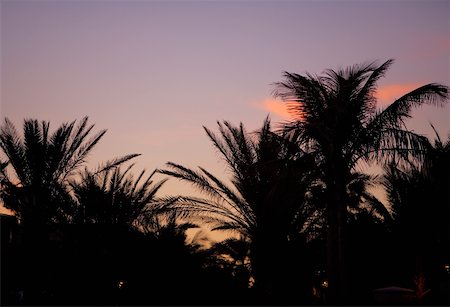 simsearch:625-01749940,k - Silhouette of palm trees, Miami, Florida, USA Foto de stock - Sin royalties Premium, Código: 625-00903115