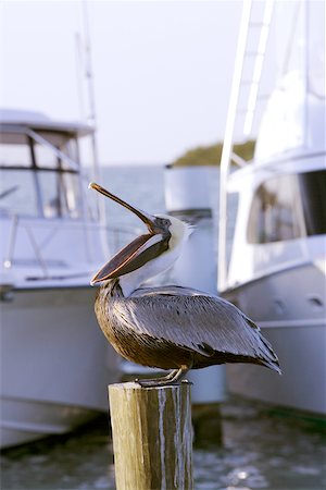 pelícano - Side profile of a pelican perching on a wooden post Foto de stock - Sin royalties Premium, Código: 625-00903145
