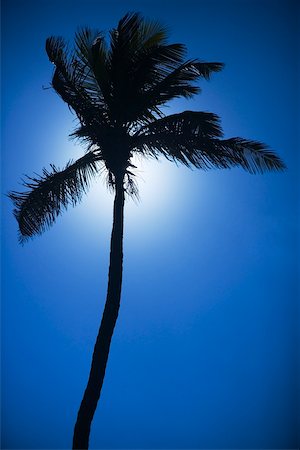 Silhouette of a palm tree, Miami, Florida, USA Stock Photo - Premium Royalty-Free, Code: 625-00903161