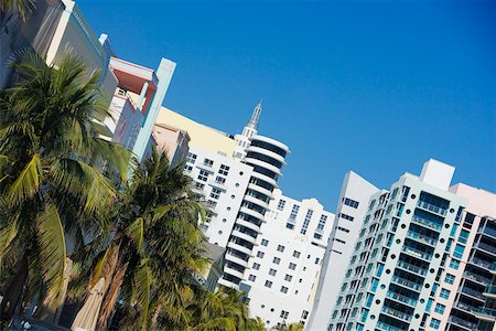Close-up of palm trees in front of buildings, Miami, Florida, USA Stock Photo - Premium Royalty-Free, Code: 625-00903214