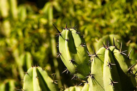 figuier de barbarie - Gros plan de cactus Photographie de stock - Premium Libres de Droits, Code: 625-00903475