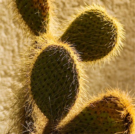 simsearch:625-02928129,k - Gros plan d'un cactus poilu Photographie de stock - Premium Libres de Droits, Code: 625-00903491
