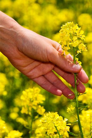 Close-up of a person's hand picking a flower Stock Photo - Premium Royalty-Free, Code: 625-00903640