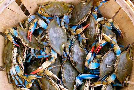 High angle view of crabs in a basket, Annapolis, Maryland, USA Foto de stock - Sin royalties Premium, Código: 625-00903824