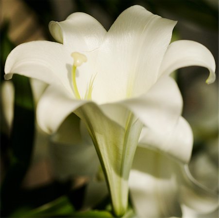 Nahaufnahme der Oster-Lilie Blumen Stockbilder - Premium RF Lizenzfrei, Bildnummer: 625-01038178