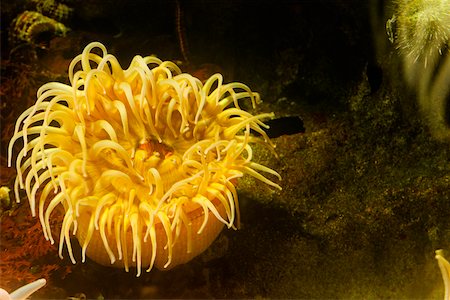 Close-up of a sea anemone underwater Foto de stock - Sin royalties Premium, Código: 625-01038223