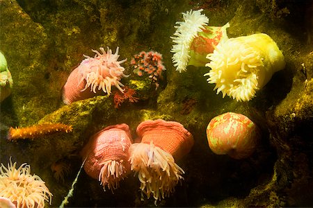 Close-up of a sea anemone underwater Stock Photo - Premium Royalty-Free, Code: 625-01038384