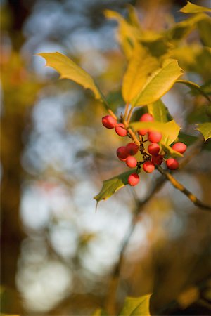 Close-up of a mistletoe plant, Washington DC, USA Fotografie stock - Premium Royalty-Free, Codice: 625-01038697