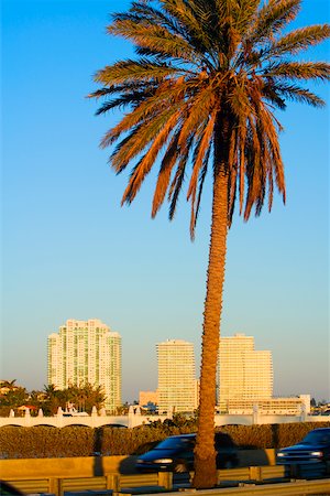 simsearch:625-00802108,k - Palm tree on the roadside, Miami, Florida, USA Stock Photo - Premium Royalty-Free, Code: 625-01039931