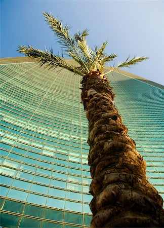 simsearch:625-01040059,k - Low angle view of a palm tree in front of a skyscraper, Miami, Florida, USA Fotografie stock - Premium Royalty-Free, Codice: 625-01039999