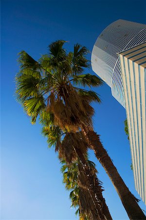 simsearch:625-01040059,k - Low angle view of a tree in front of a building, Miami, Florida, USA Fotografie stock - Premium Royalty-Free, Codice: 625-01039991
